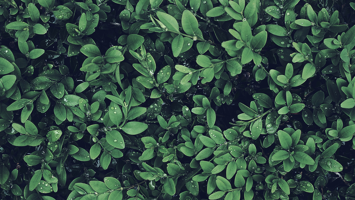 Green-leafed Plant